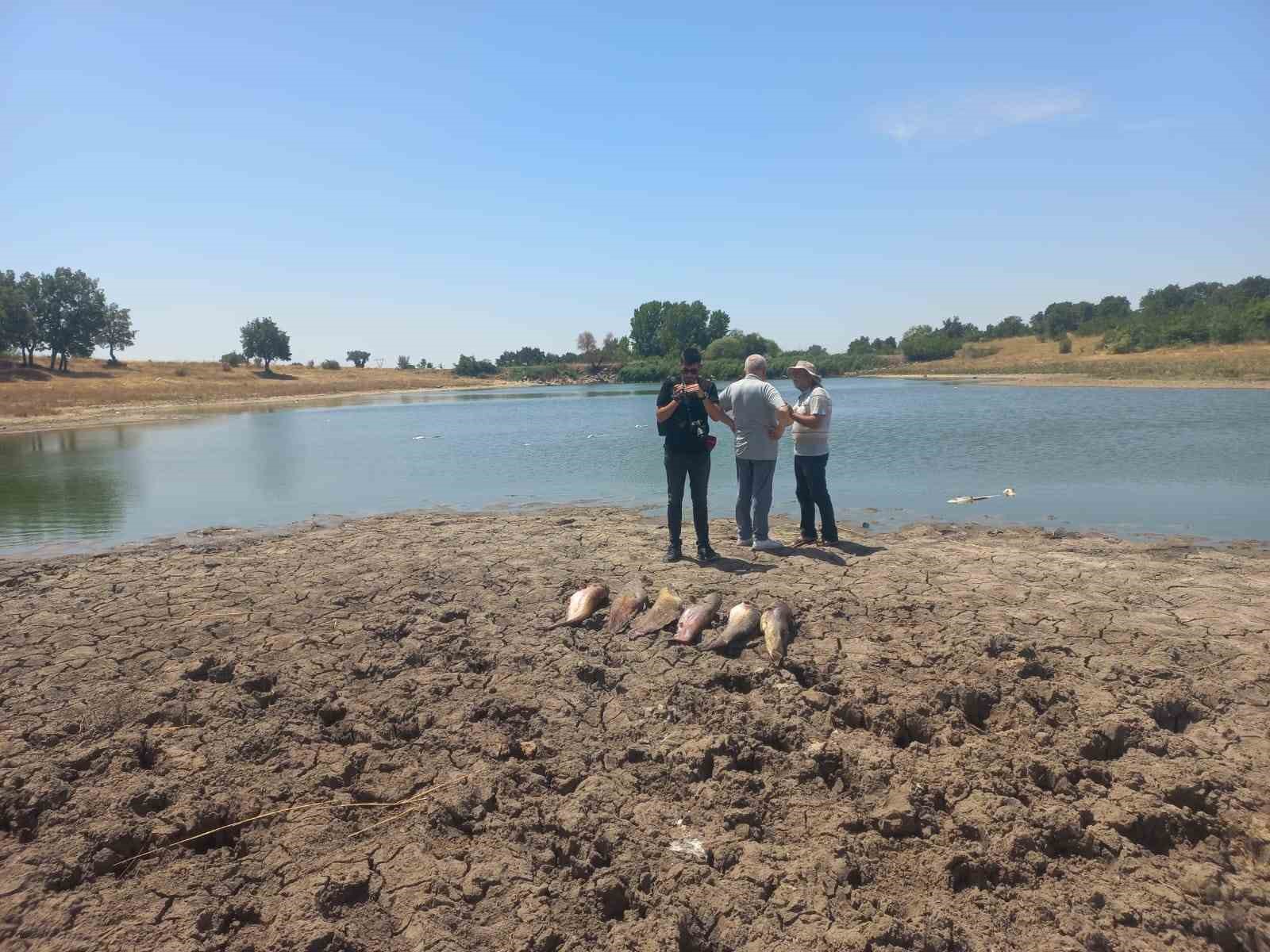 Edirne’de toplu balık ölümleri
