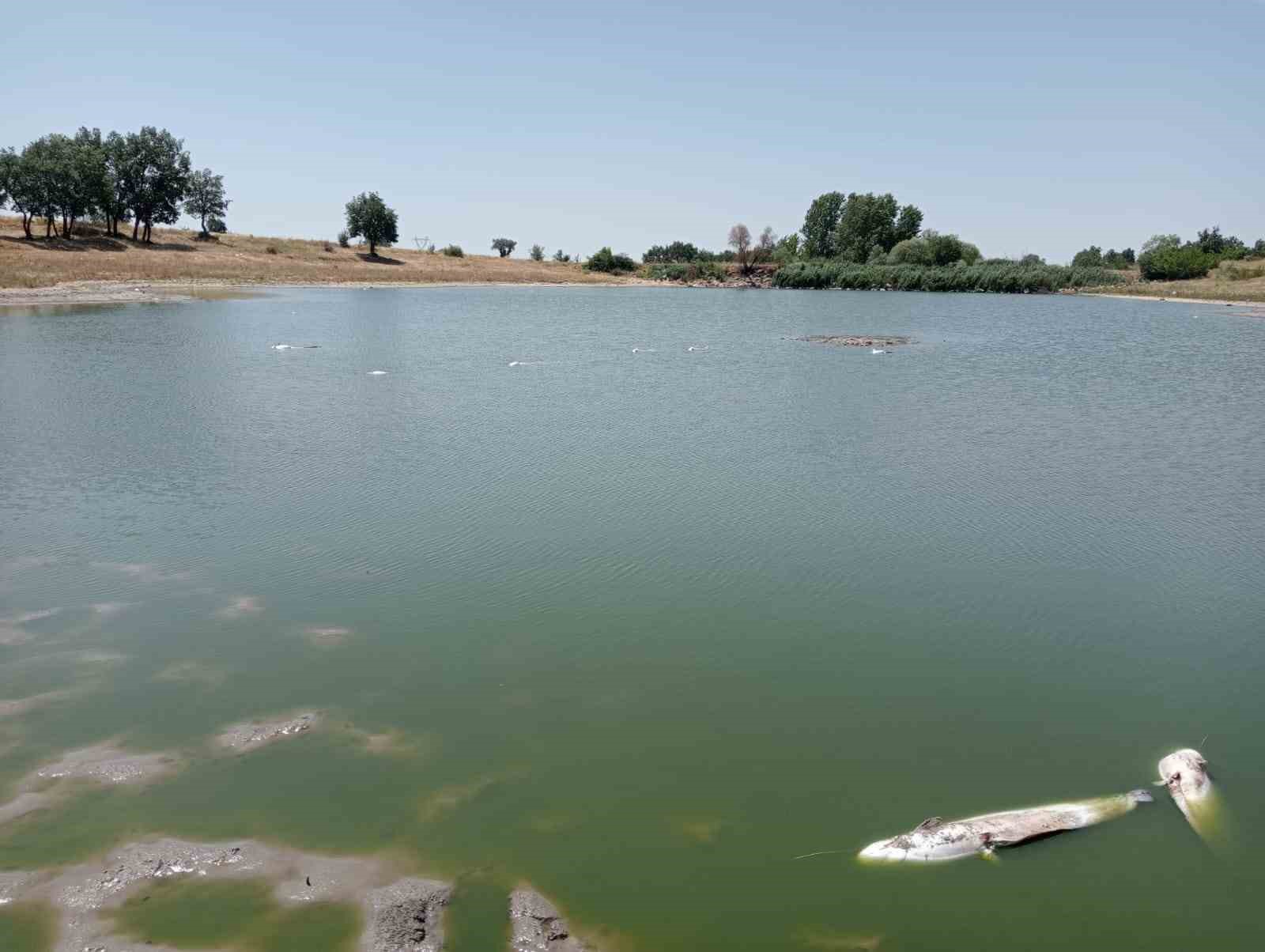 Edirne’de toplu balık ölümleri
