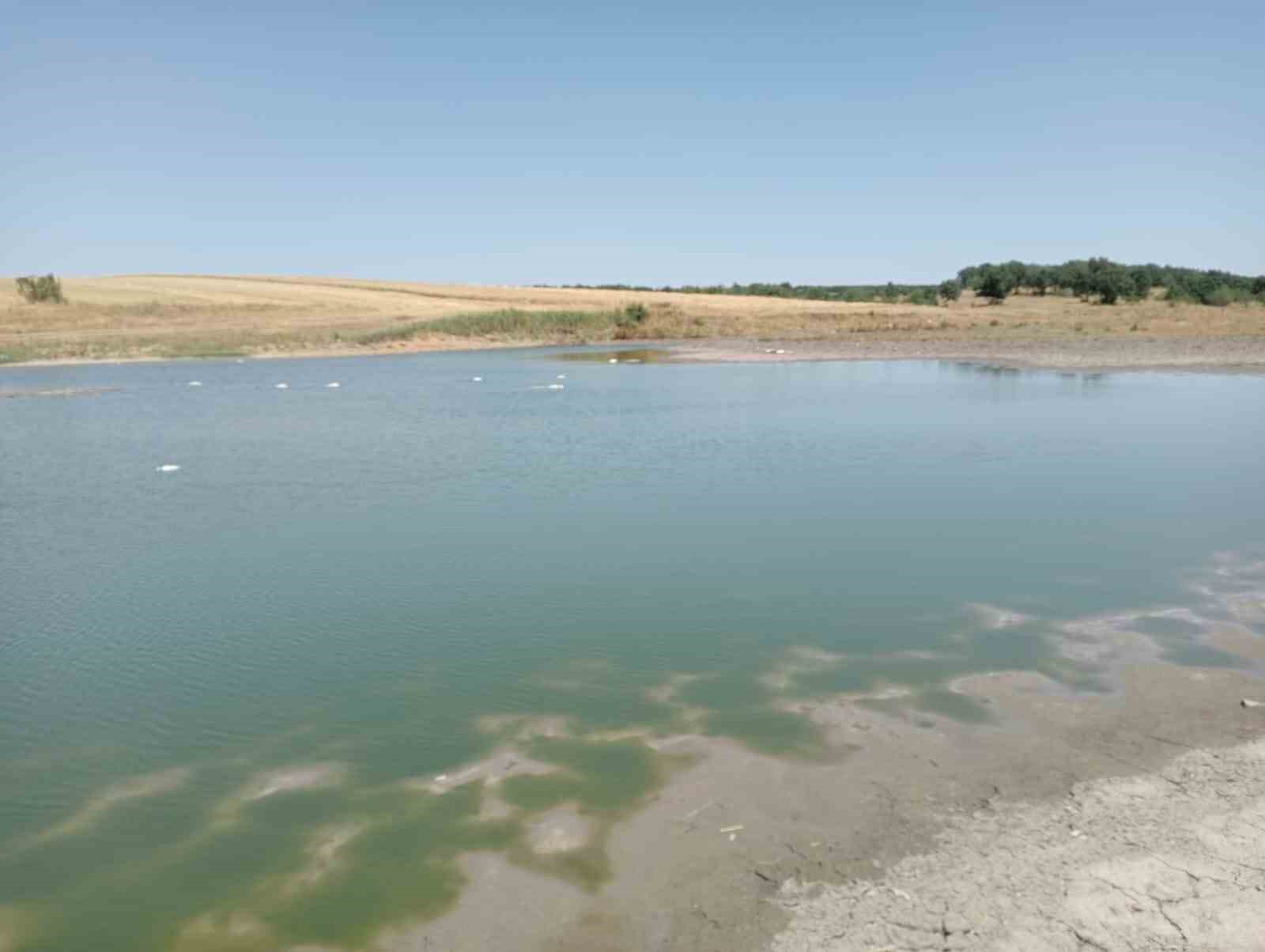 Edirne’de toplu balık ölümleri
