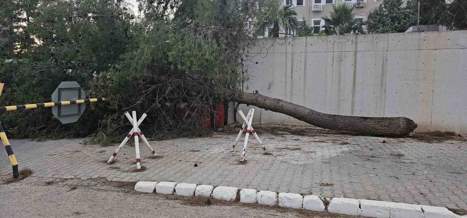 Fırtına Antep fıstığı ağaçlarına zarar verdi
