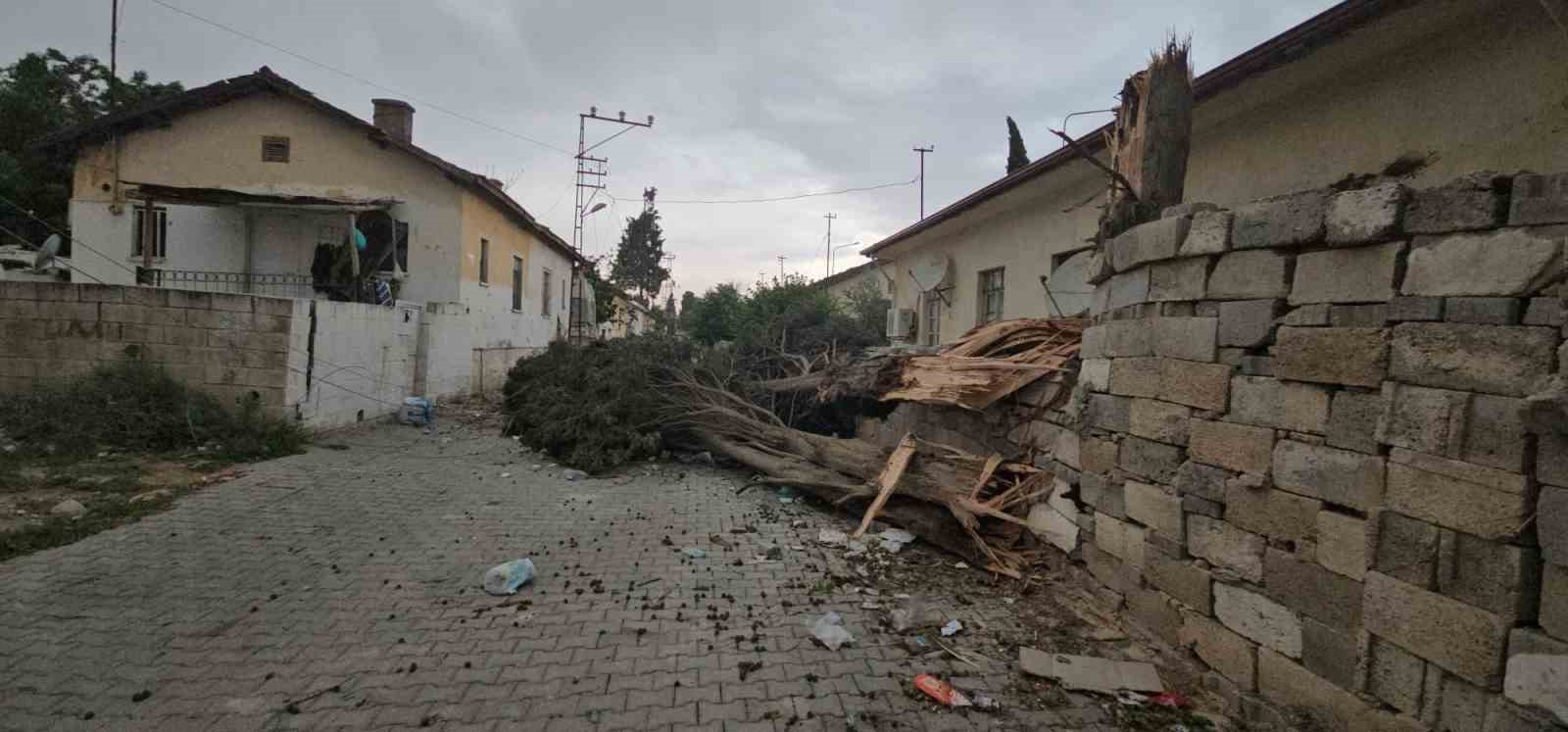 Fırtına Antep fıstığı ağaçlarına zarar verdi
