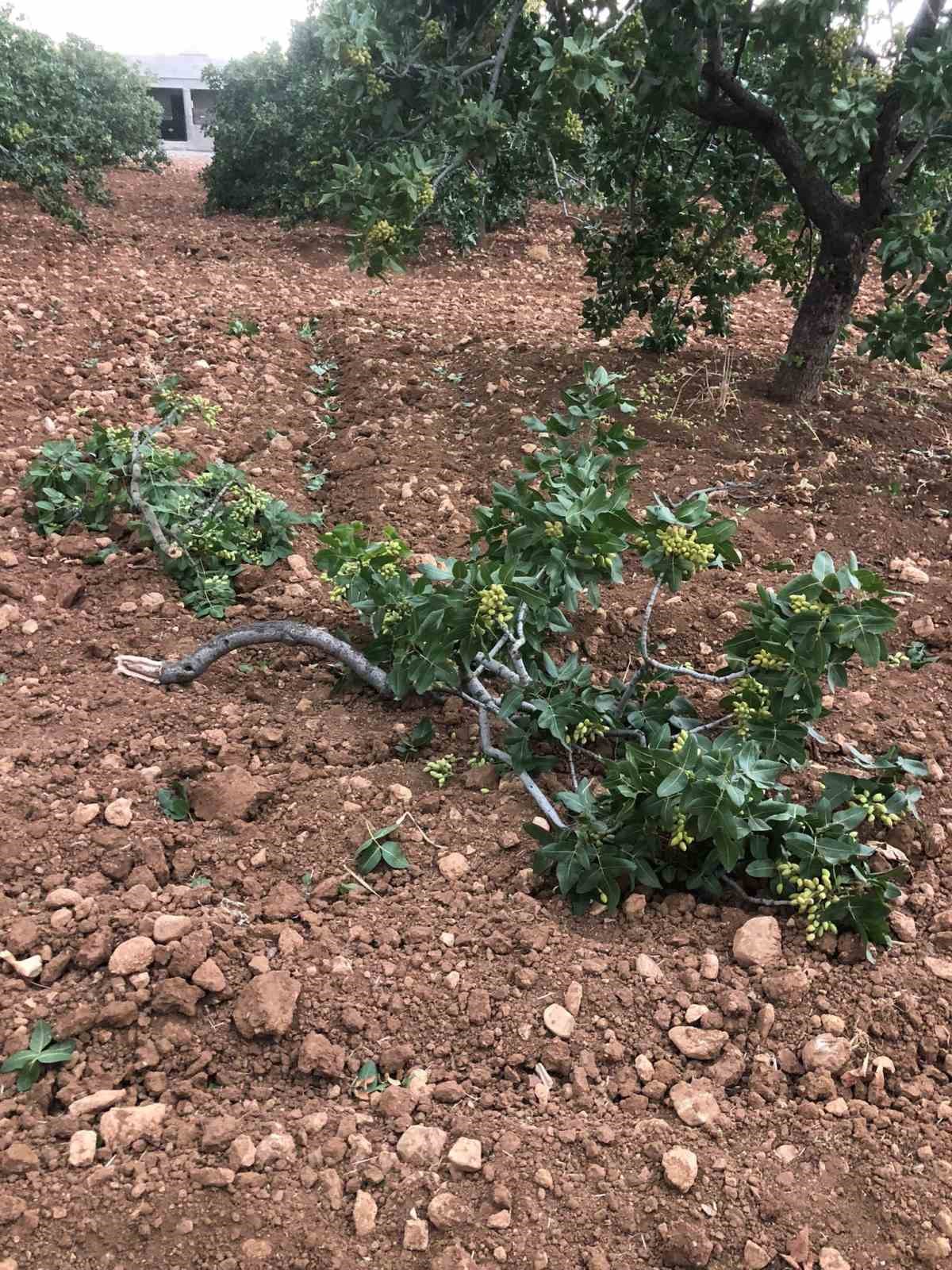 Fırtına Antep fıstığı ağaçlarına zarar verdi
