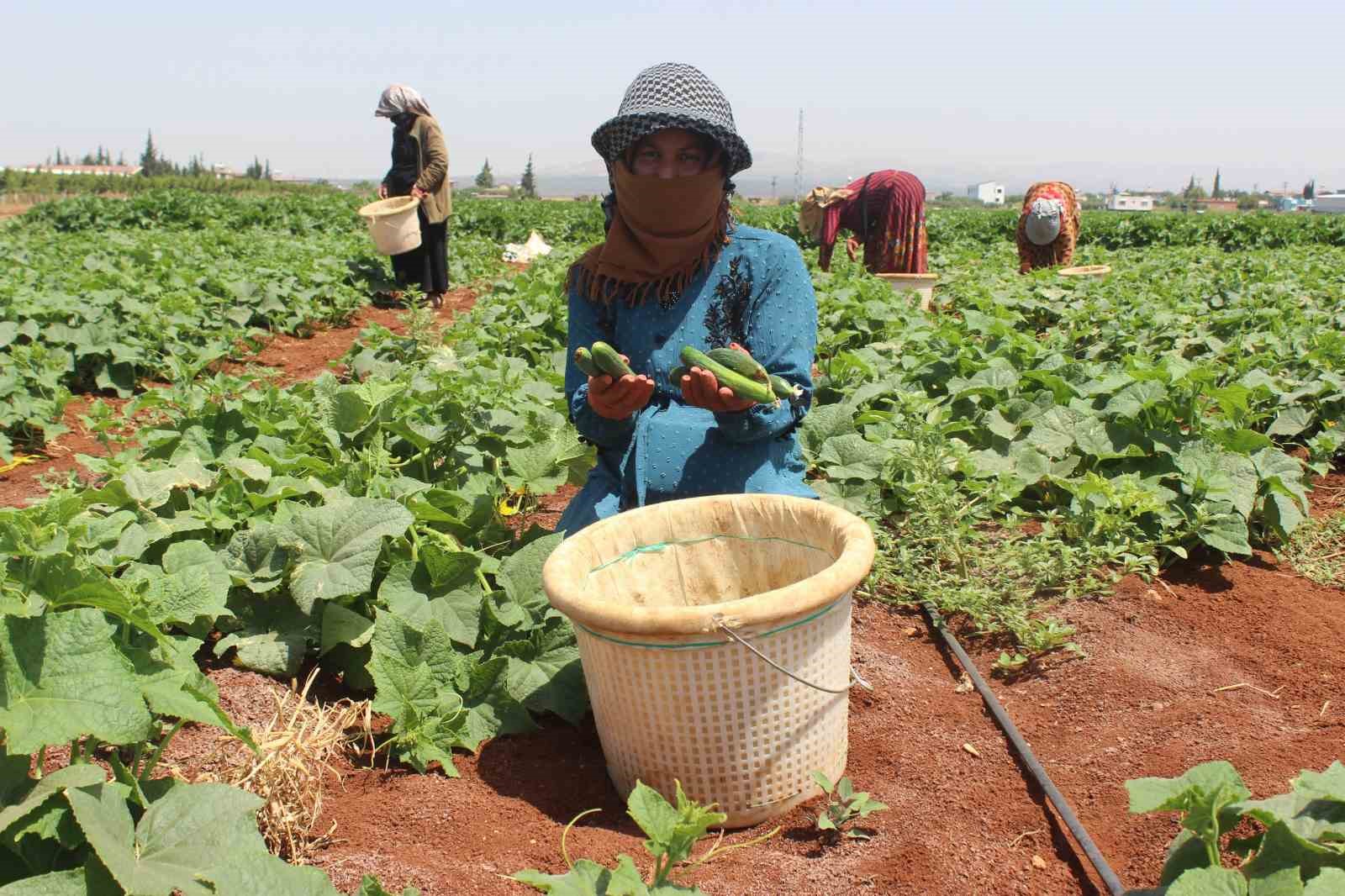 Hasadı başlayan kabak tarlada 12 TL’ye satılıyor
