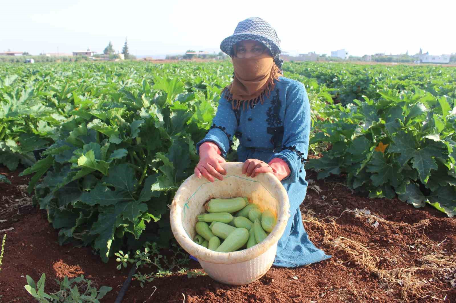 Hasadı başlayan kabak tarlada 12 TL’ye satılıyor
