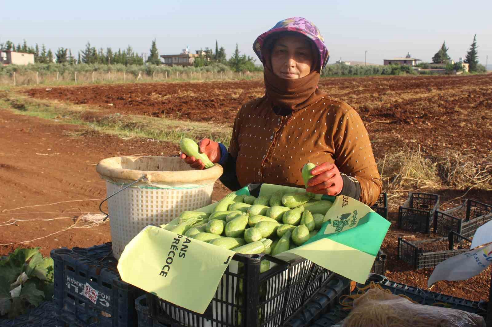 Hasadı başlayan kabak tarlada 12 TL’ye satılıyor
