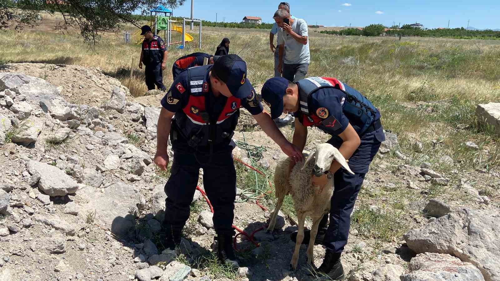 Yolcunun çay molası kuyuya düşen koyunu kurtardı
