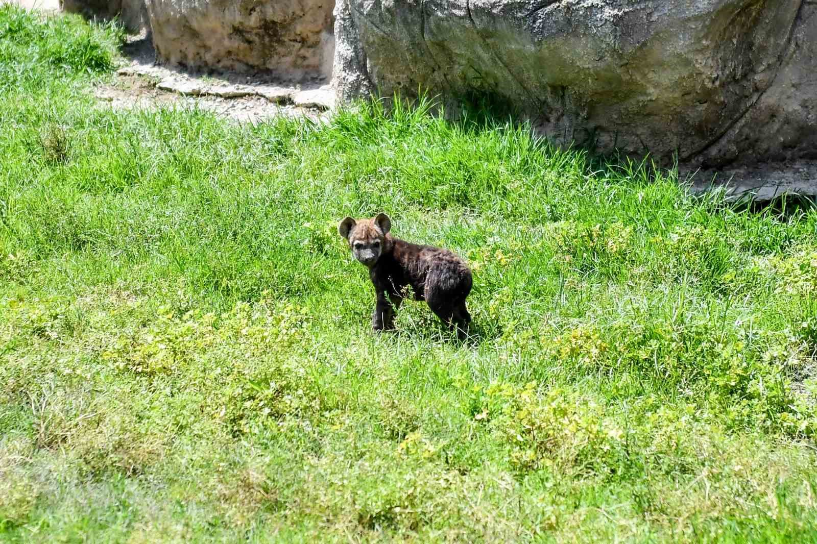 Tarsus Doğa Parkı’nın yeni üyeleri görücüye çıktı
