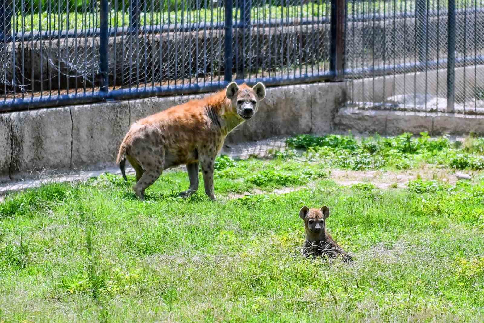 Tarsus Doğa Parkı’nın yeni üyeleri görücüye çıktı
