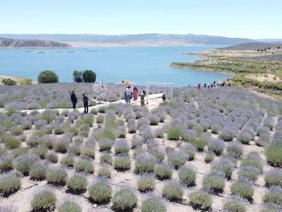 Lavanta adası kapılarını açtı, bozkır adeta mora boyandı
