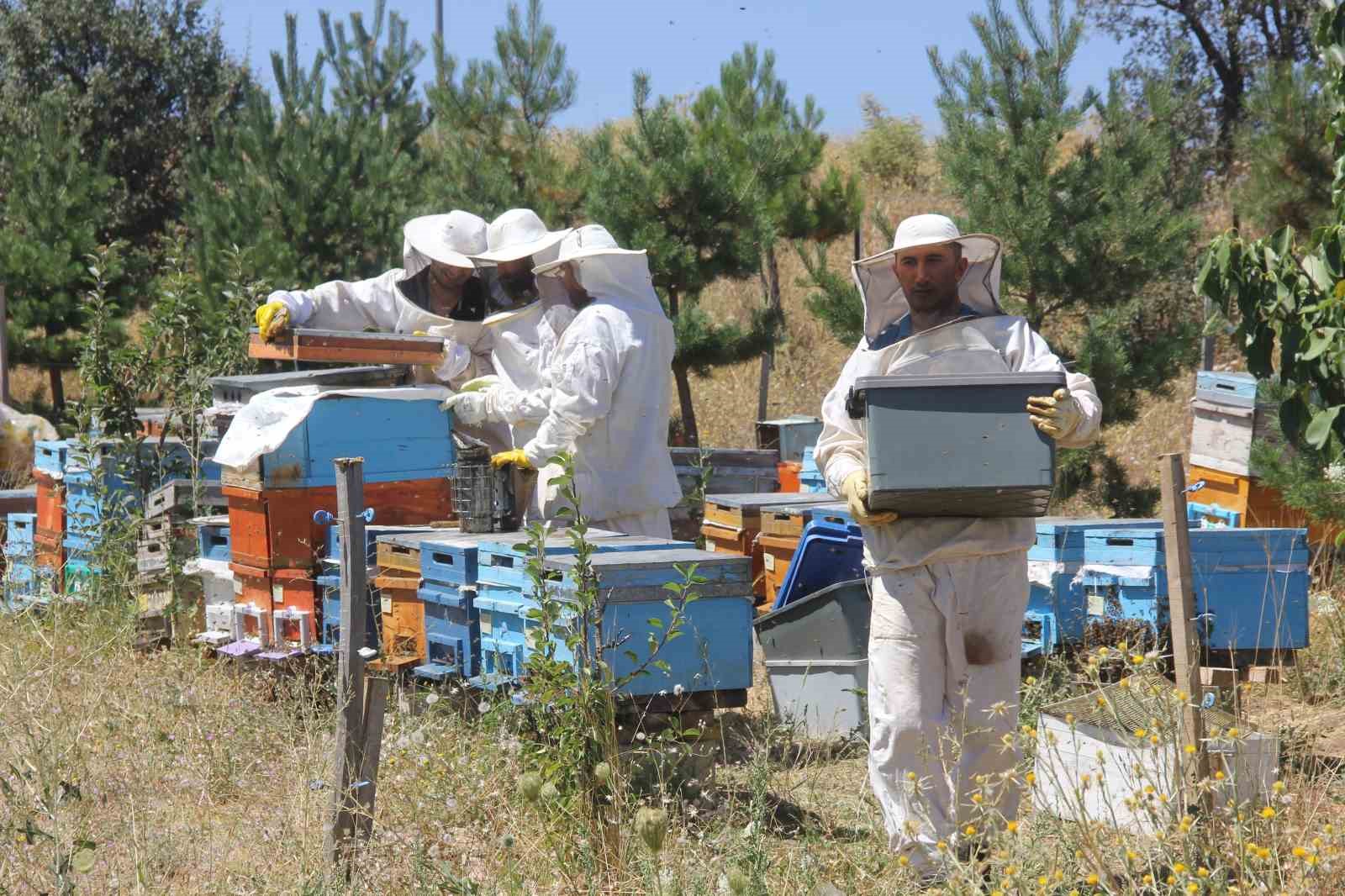 Tescilli Zara Balı’nın rekoltesinde artış bekleniyor
