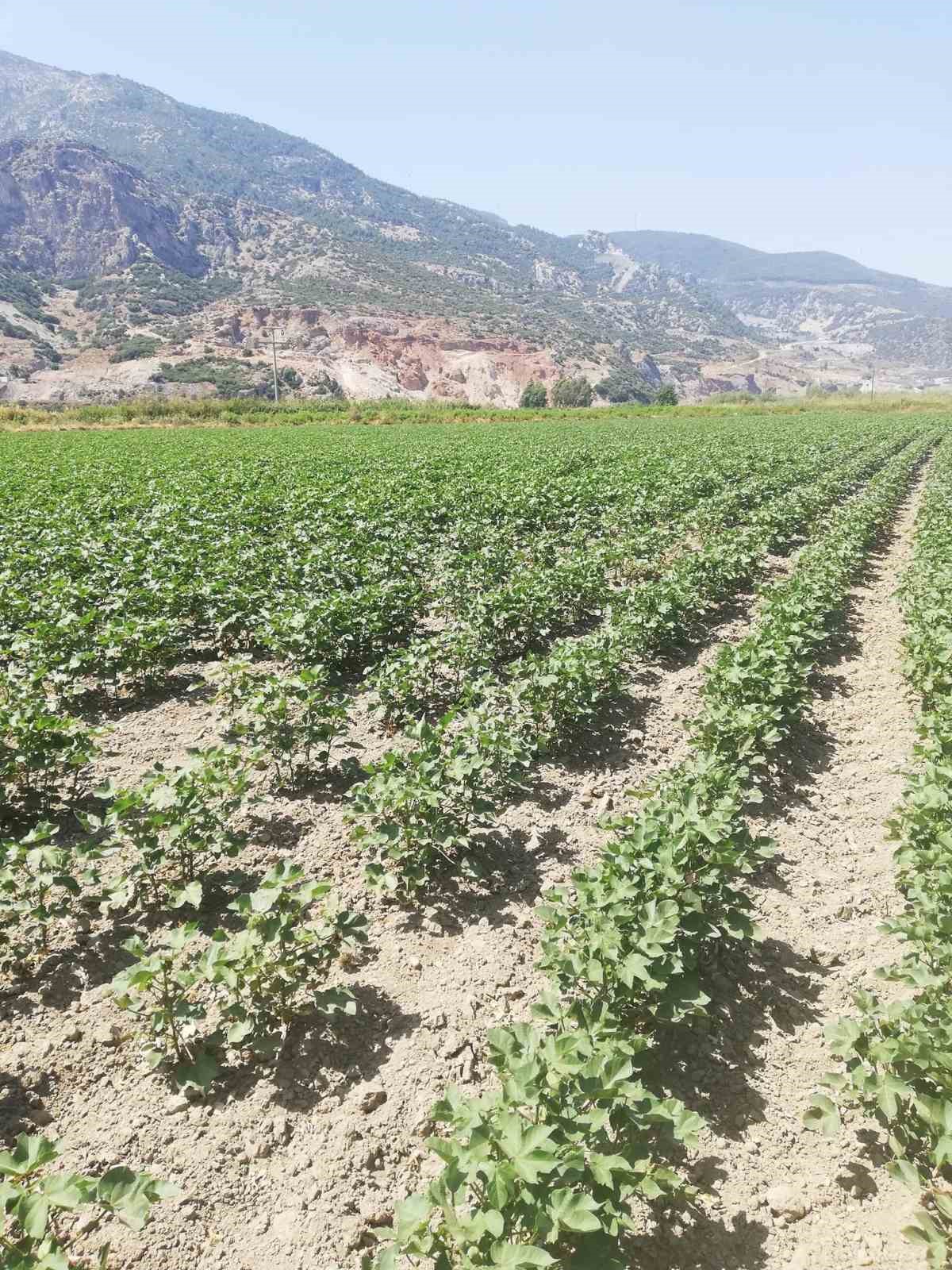 Aydın’ın ‘beyaz altın’ı gözetim altında
