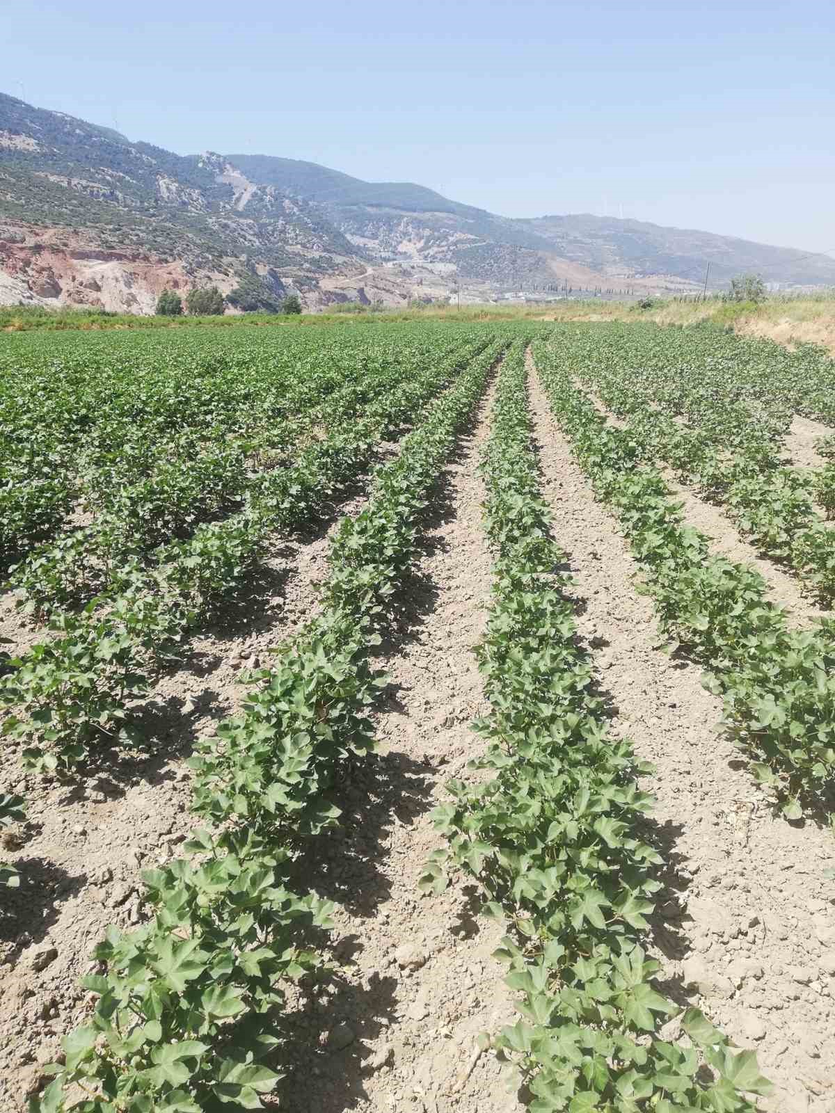 Aydın’ın ‘beyaz altın’ı gözetim altında
