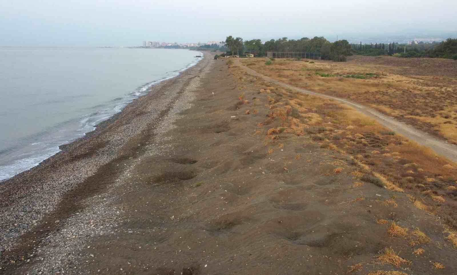 Her yıl binlerce yavru çıkıyor: Deniz kaplumbağaları yumurta bırakmaya başladı
