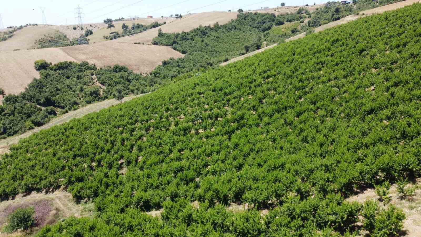 Sıcaklarla birlikte çoğalan tehlike Akdeniz Meyve Sineği
