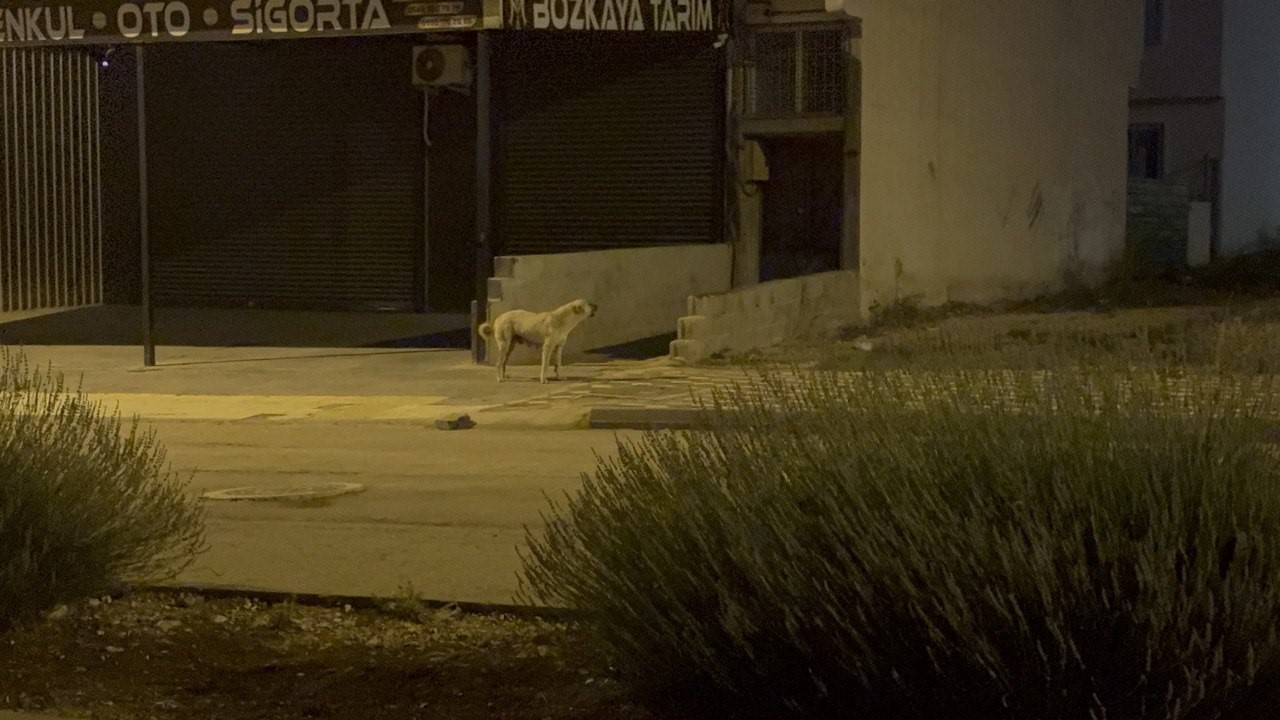 Başıboş köpekler Kilislileri bıktırdı
