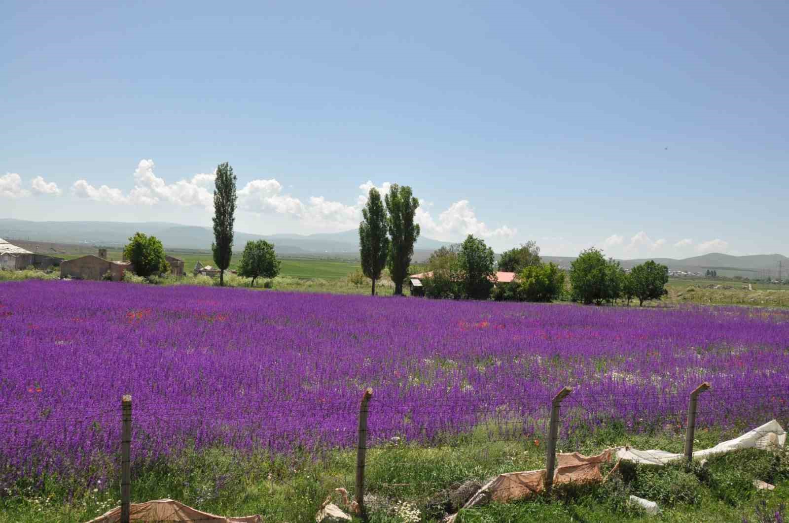 Kars’ta lavanta bahçesi büyülüyor
