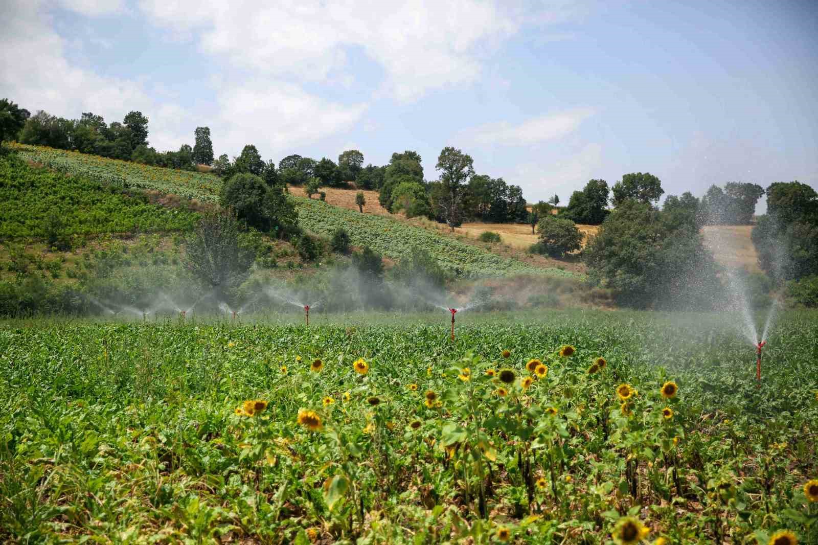 Samsun’da bu sezon 445 bin 130 dekar tarım arazisi sulanacak
