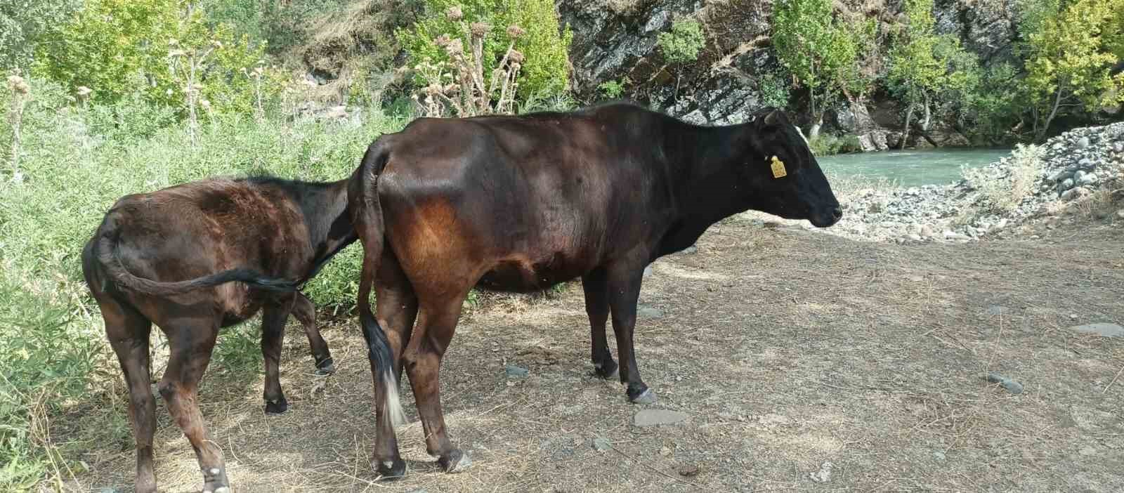 Derecik’te kayıp inekler 4 gün sonra bulundu
