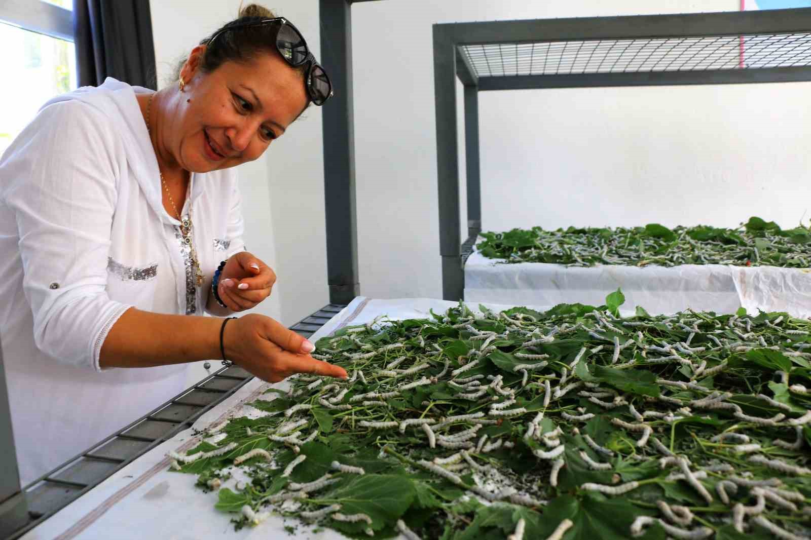 Sapadere ipek böcekleriyle yeniden canlanıyor
