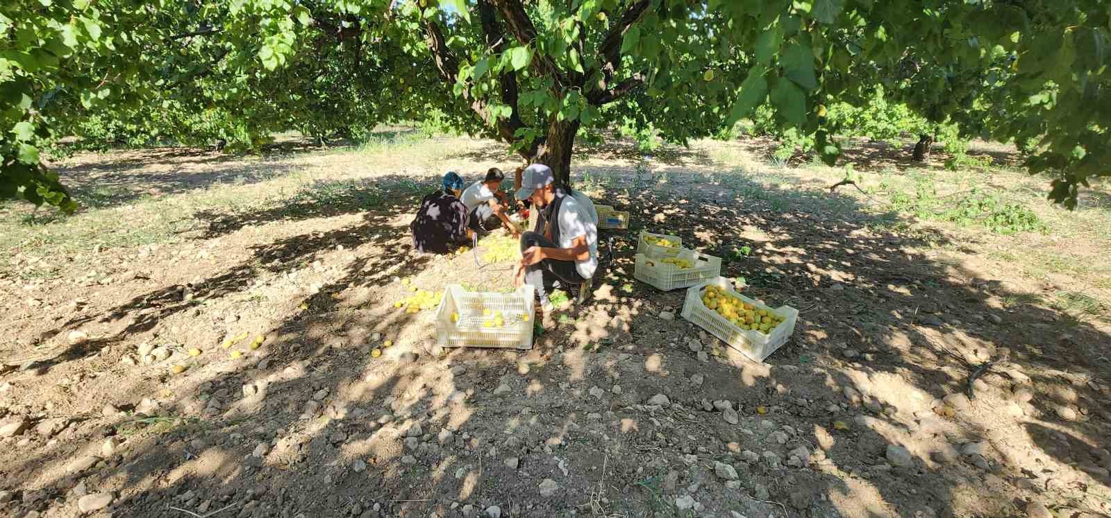 Malatya’da ’sarı altın’ hasadı başladı
