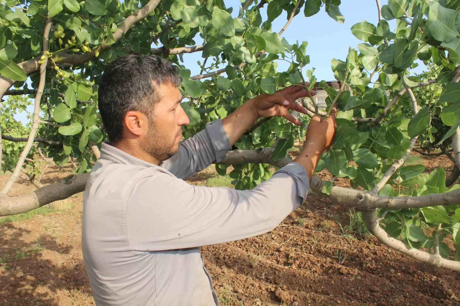 Siirt fıstığının aşılama dönemi başladı
