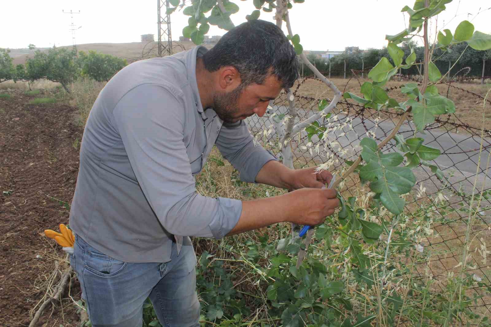 Siirt fıstığının aşılama dönemi başladı
