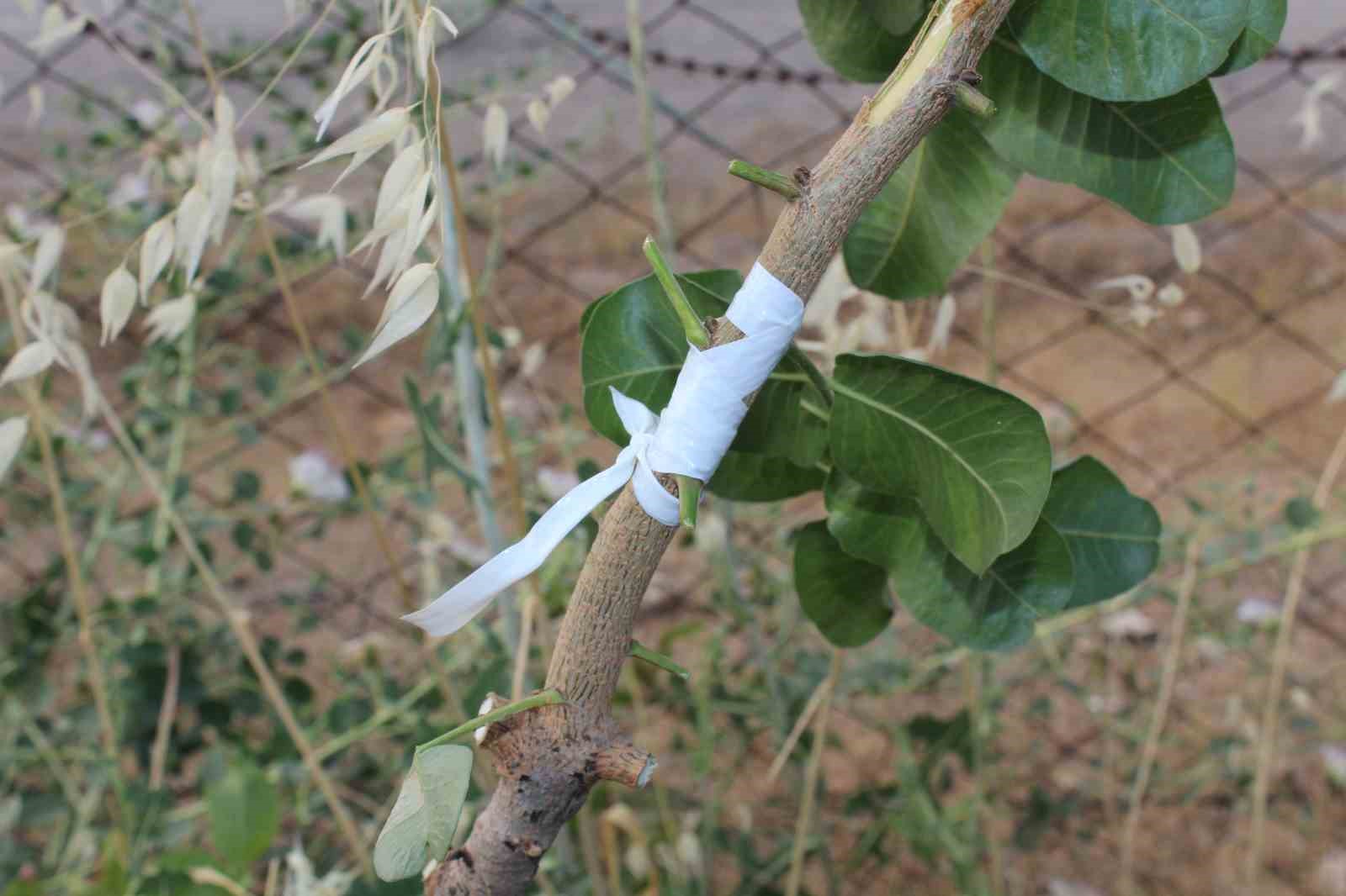 Siirt fıstığının aşılama dönemi başladı
