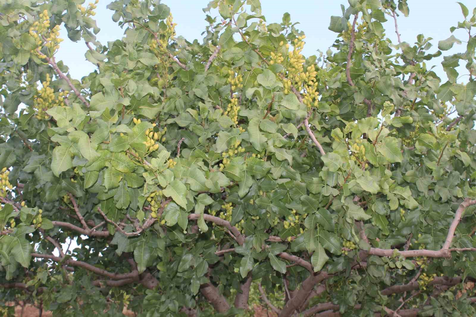 Siirt fıstığının aşılama dönemi başladı
