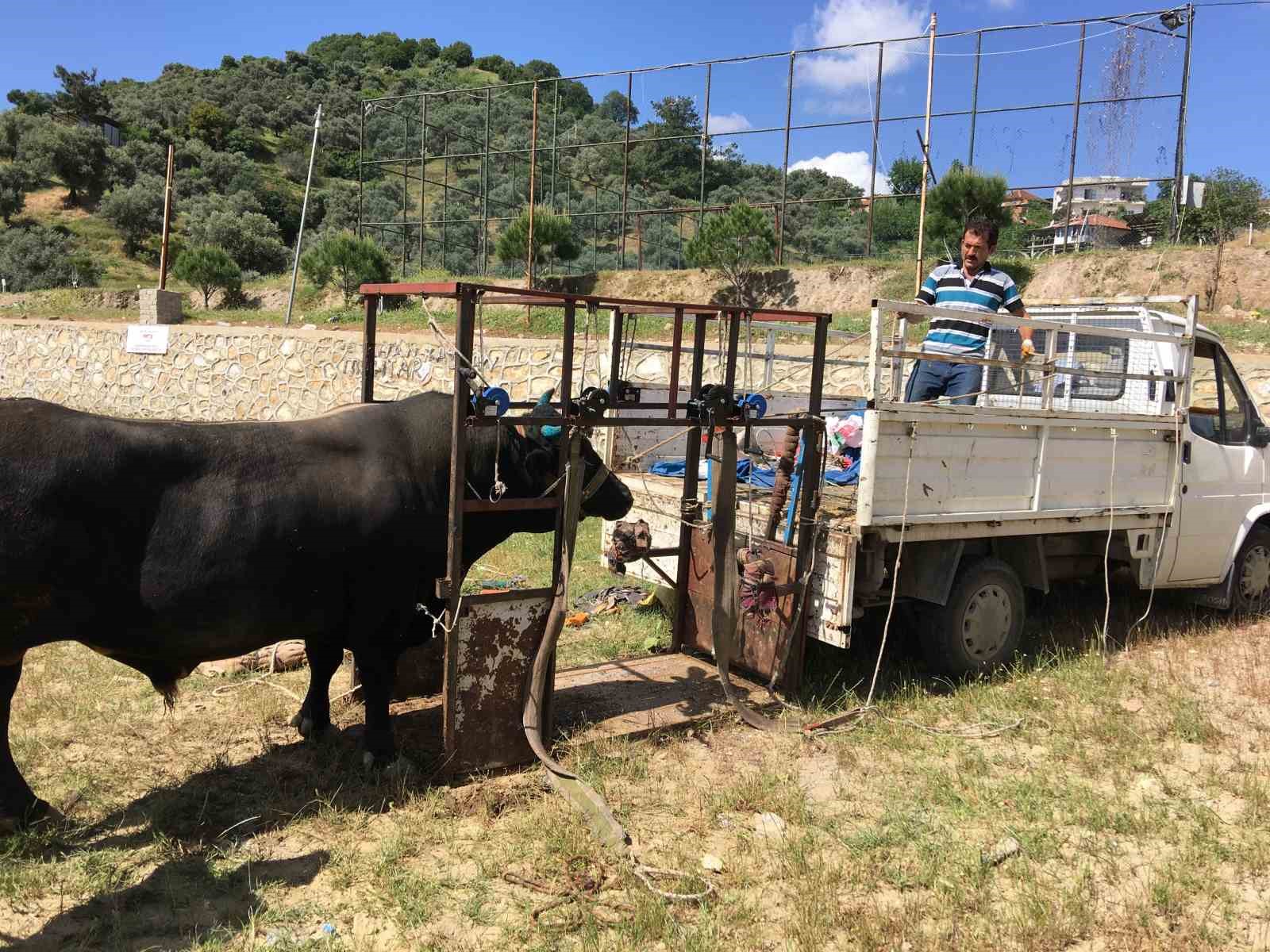 Mahalle mahalle gezip tırnak bakımı yapıyor
