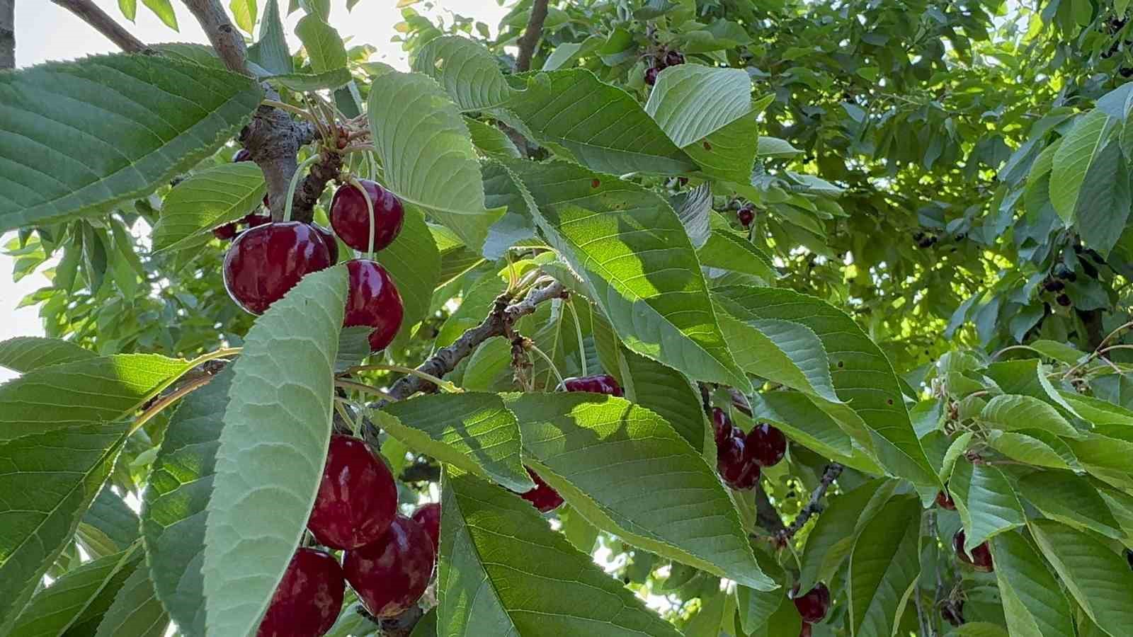 Afyonkarahisar’da bu yıl kirazda istenilen rekolte yakalanamadı
