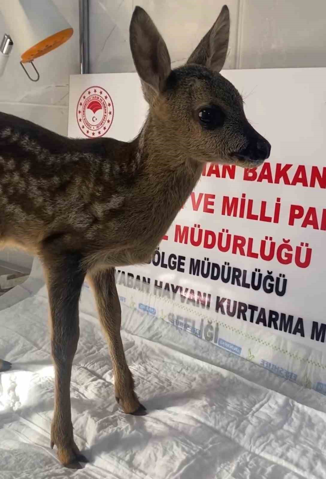 Yavru karaca Sinop’ta tedavi altına alındı
