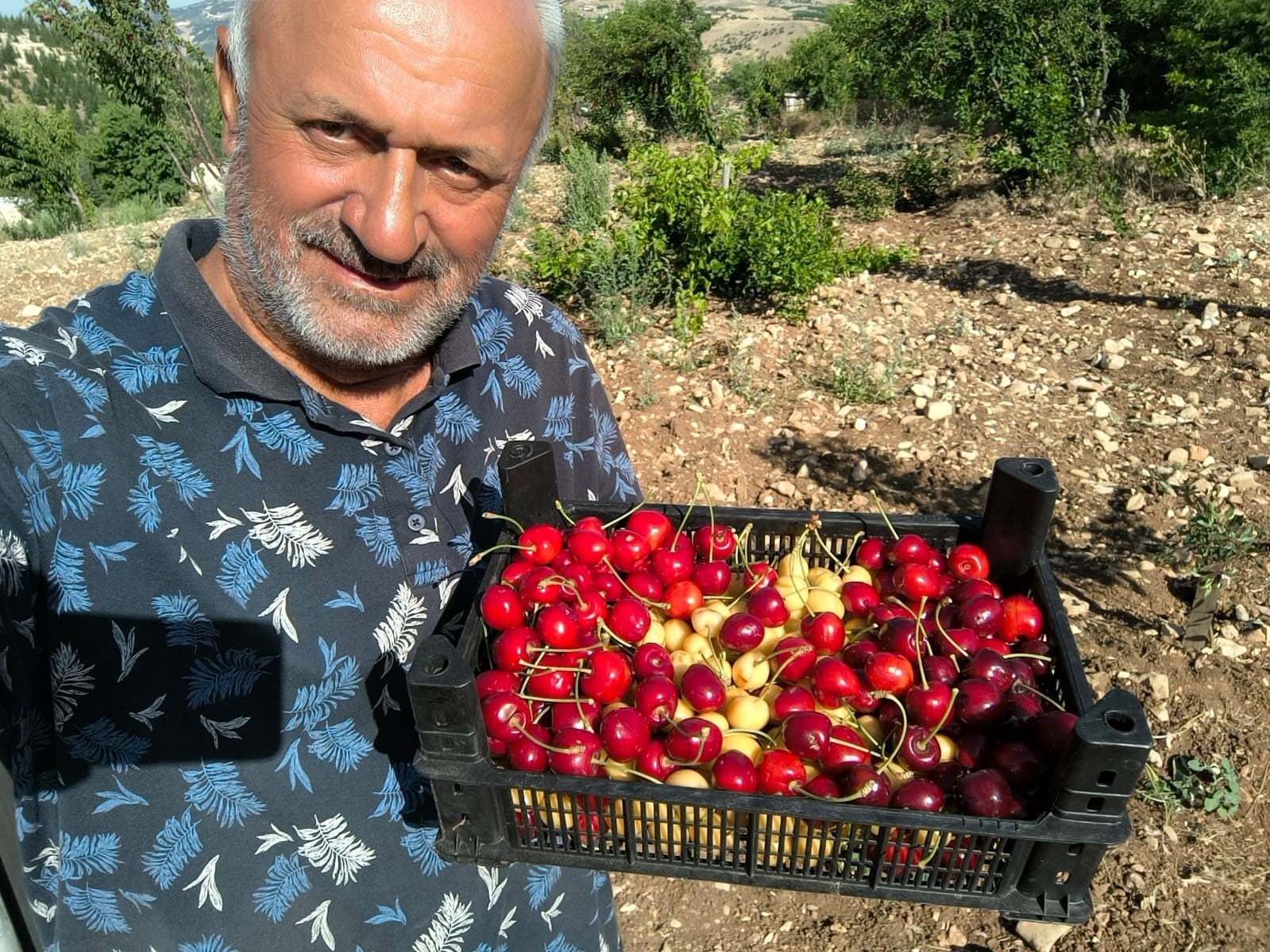 Kahramanmaraş’ta üretilen kiraz bahçede 27.5 markette 60 lira
