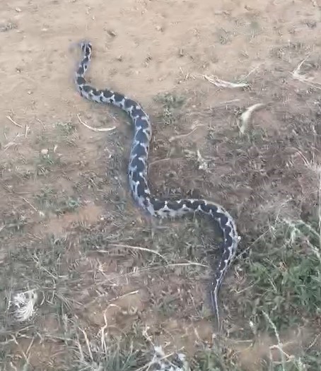 Çankırı’da Osmanlı engereği görüntülendi
