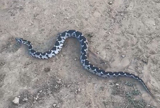 Çankırı’da Osmanlı engereği görüntülendi
