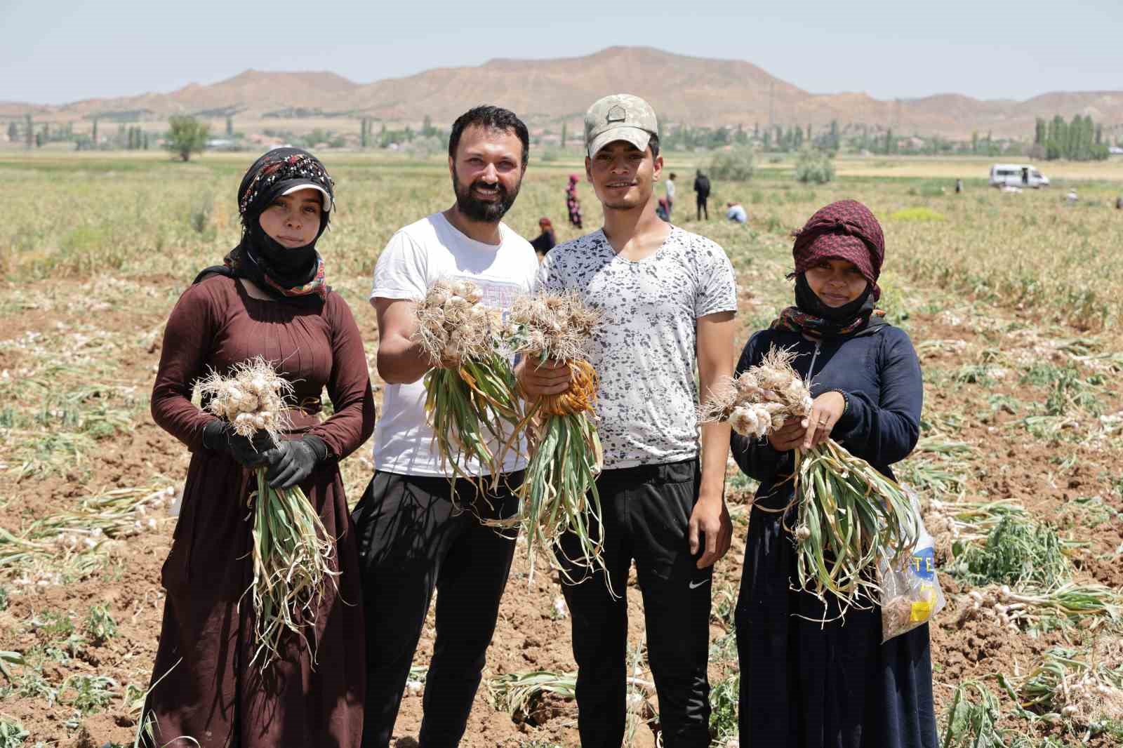 Aksaray’ın organik sarımsakları Rusya ve Almanya yolunda
