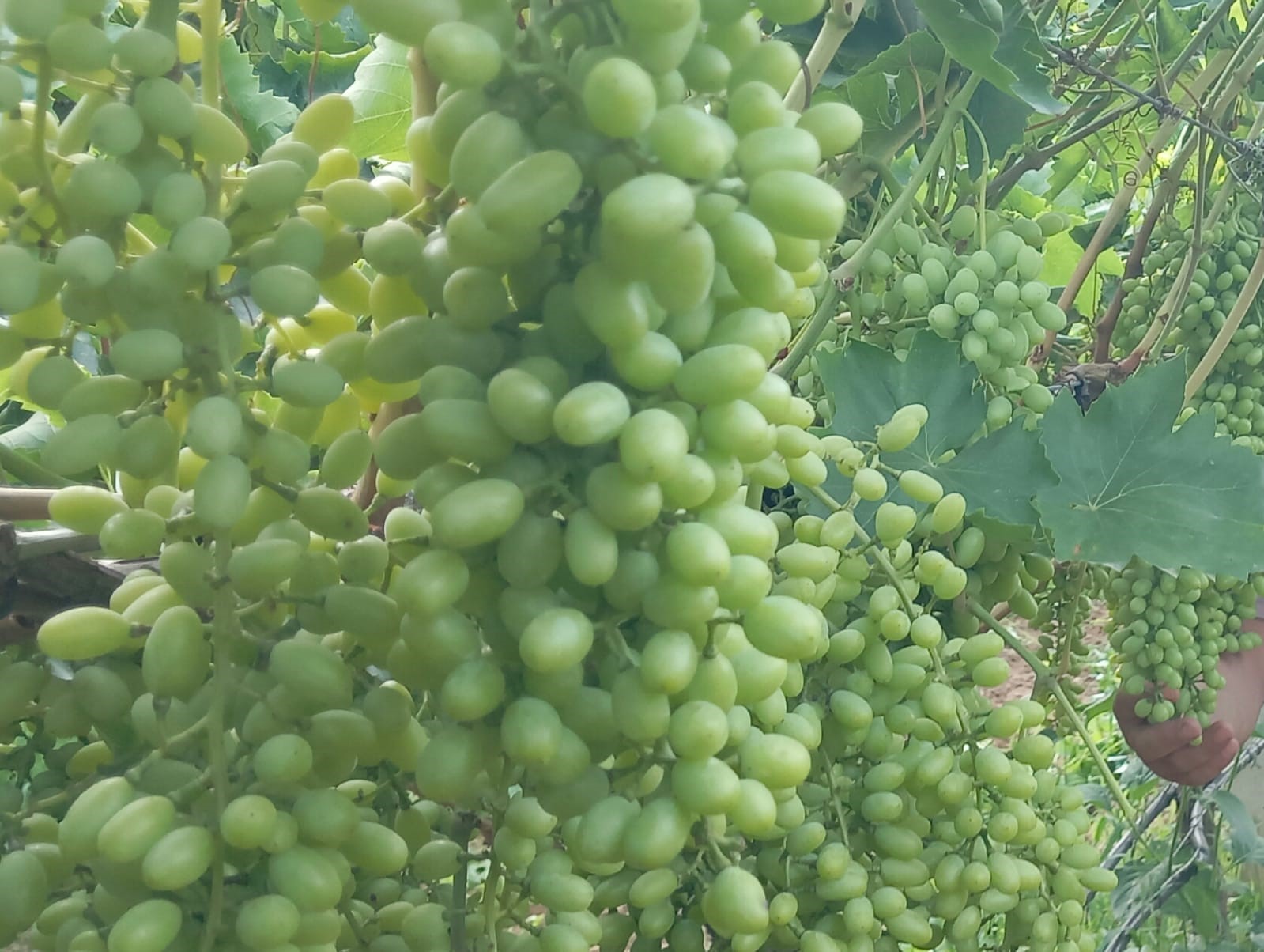 Sarıgöl’de bağlarda özenli çalışma
