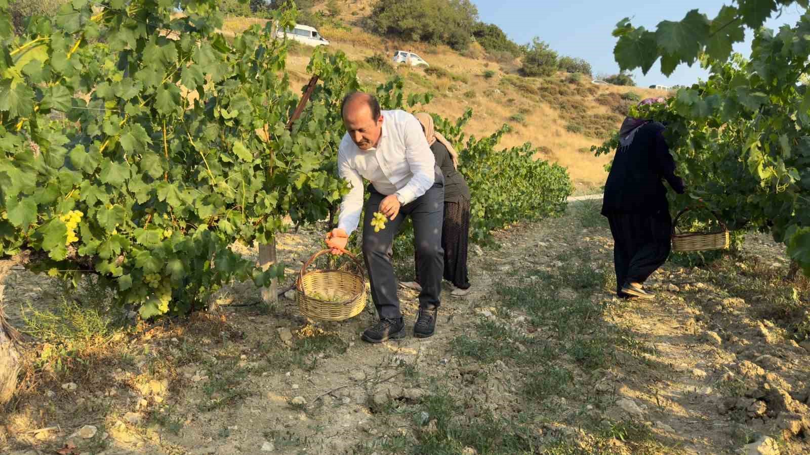 Vali bağda üzüm topladı
