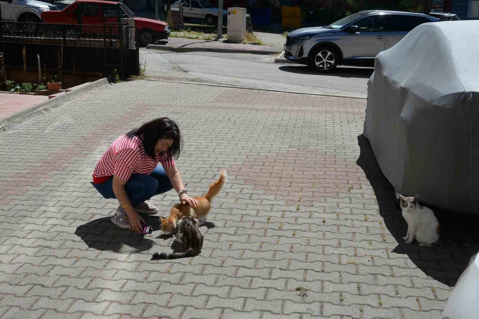 Hasta kedileri tedavi eden Bozüyük Belediyesi’ne hayvanseverden teşekkür
