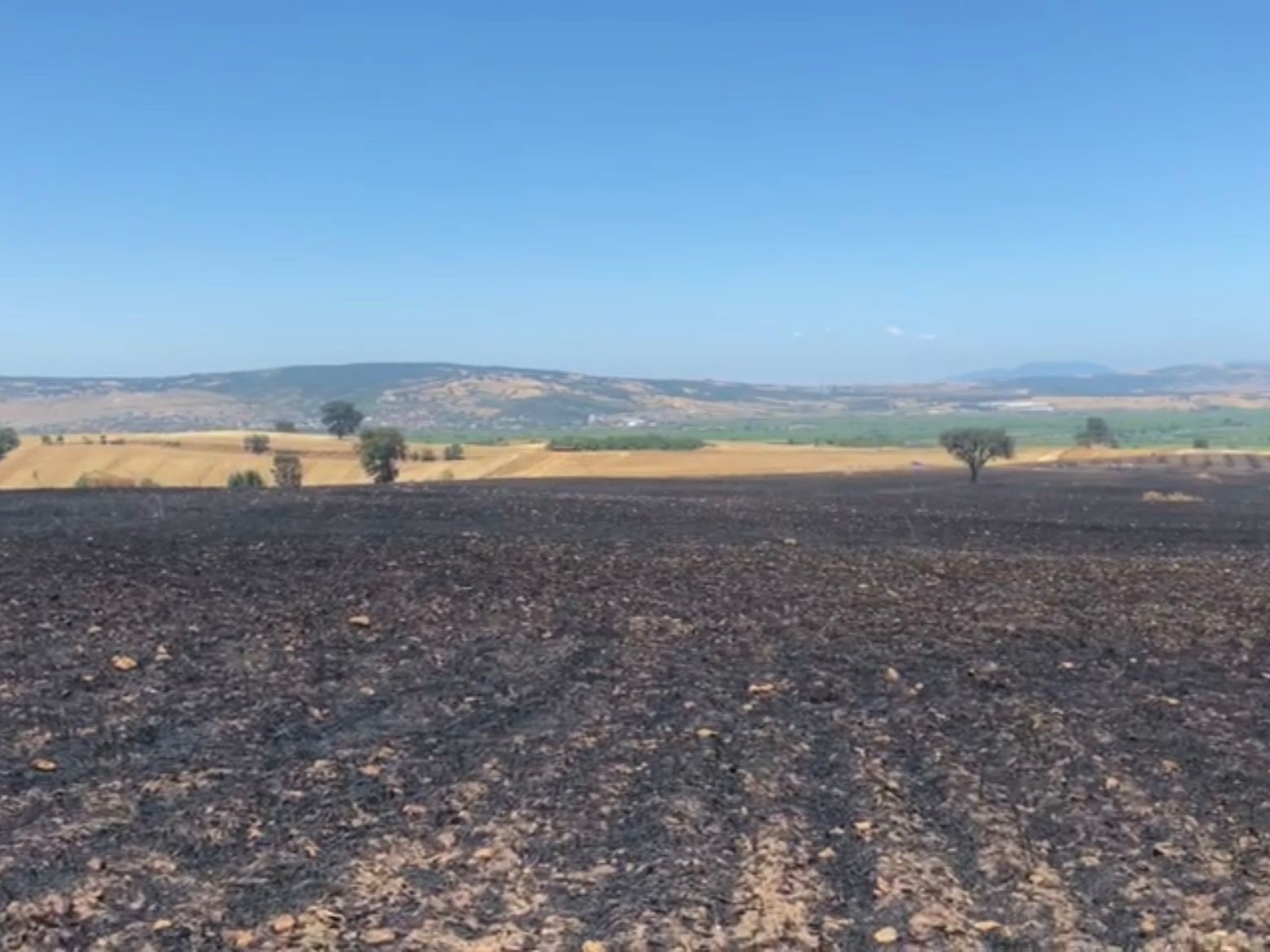 Balıkesir’de tarla yangını: 35 ton buğday kül oldu
