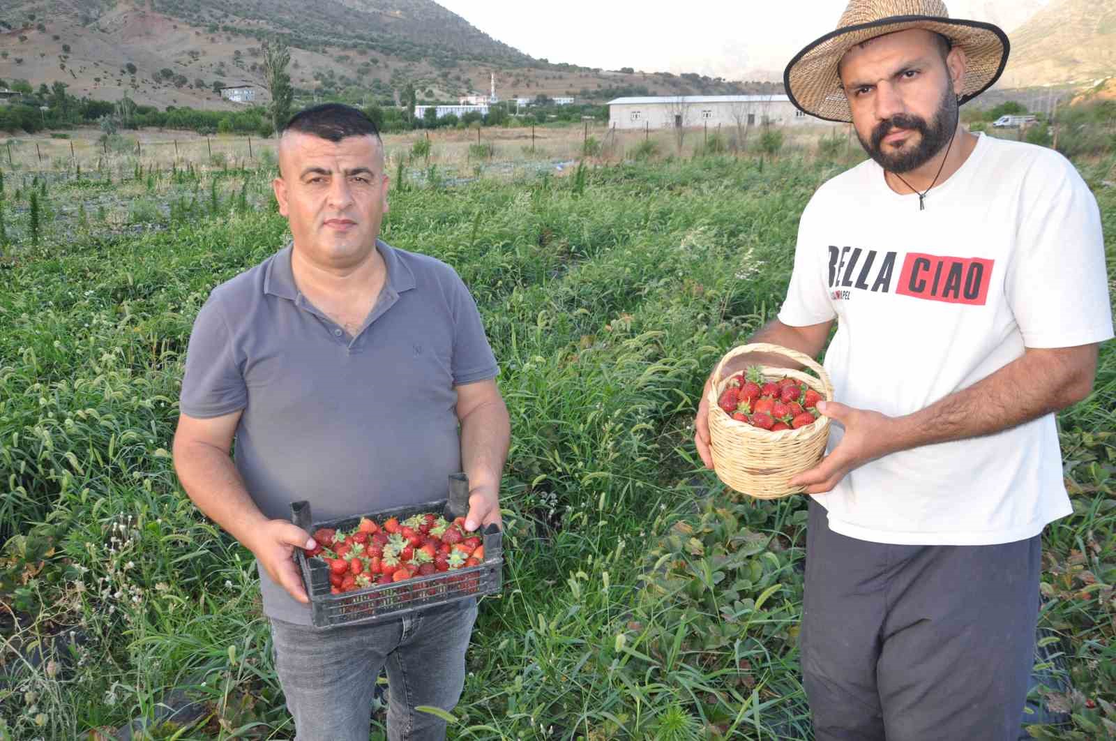 Devlet desteğiyle tütüne alternatif olarak ürettikleri çilekleri devletin zirvesine ulaştırmanın mutluluğunu yaşadılar
