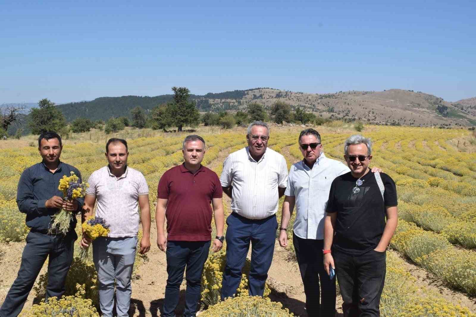 Kaymakam Gökçe, lavanta ve altın otu hasadına katıldı
