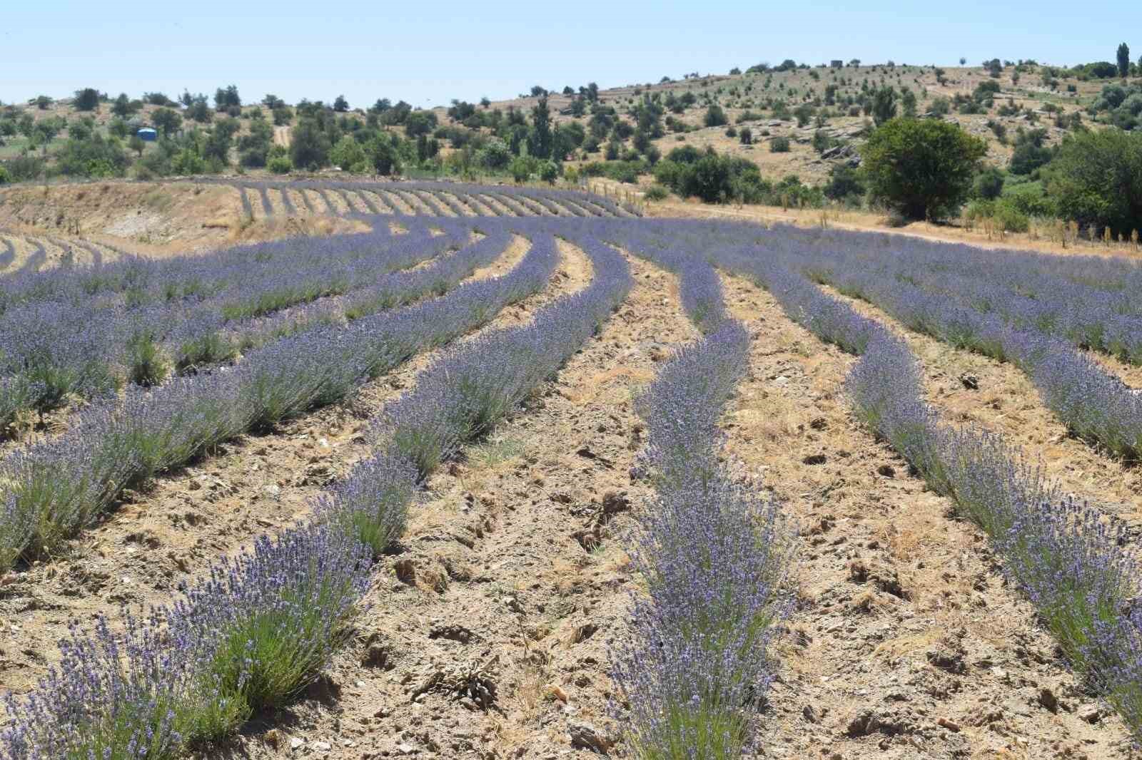 Kaymakam Gökçe, lavanta ve altın otu hasadına katıldı
