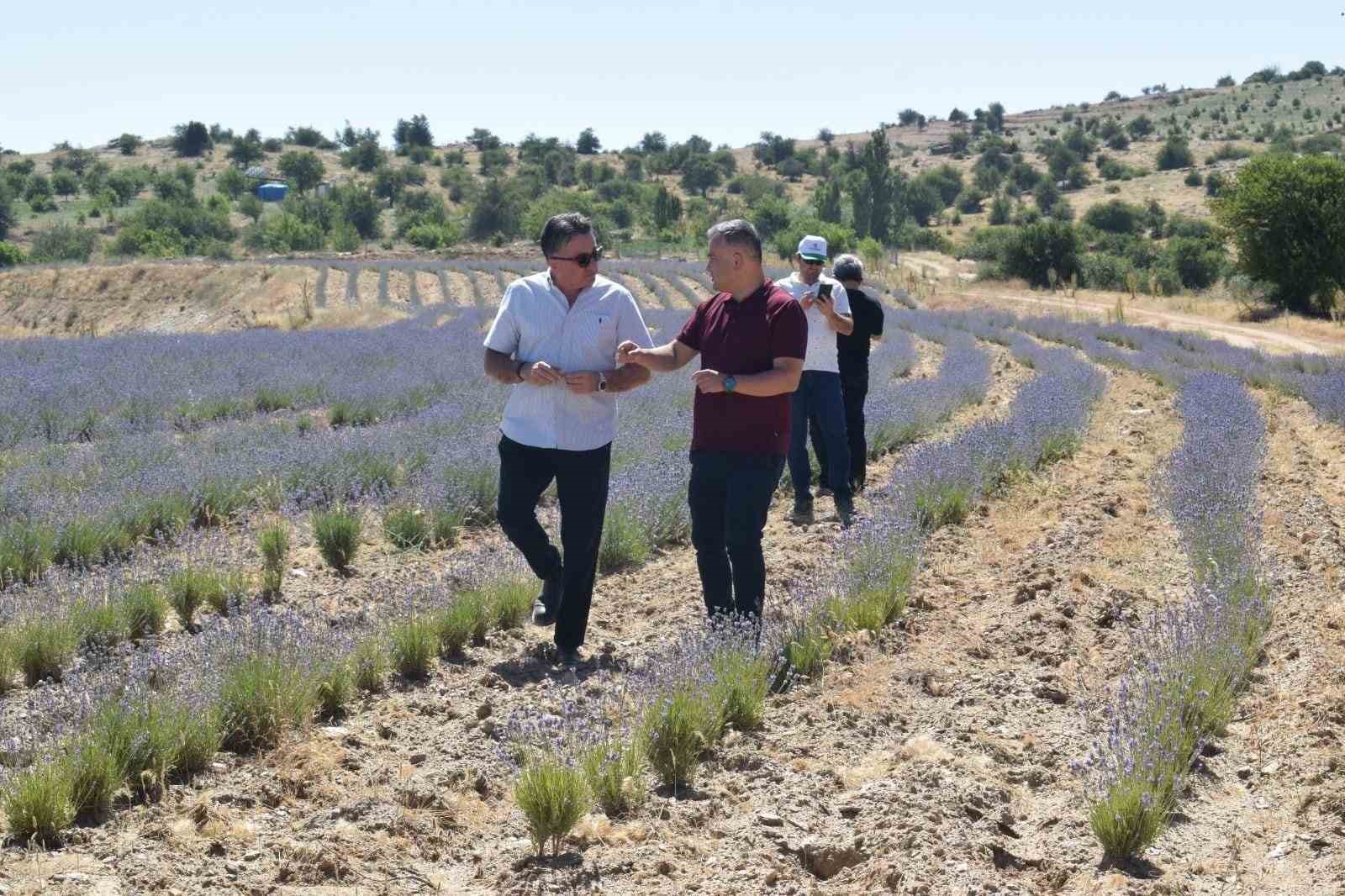 Kaymakam Gökçe, lavanta ve altın otu hasadına katıldı
