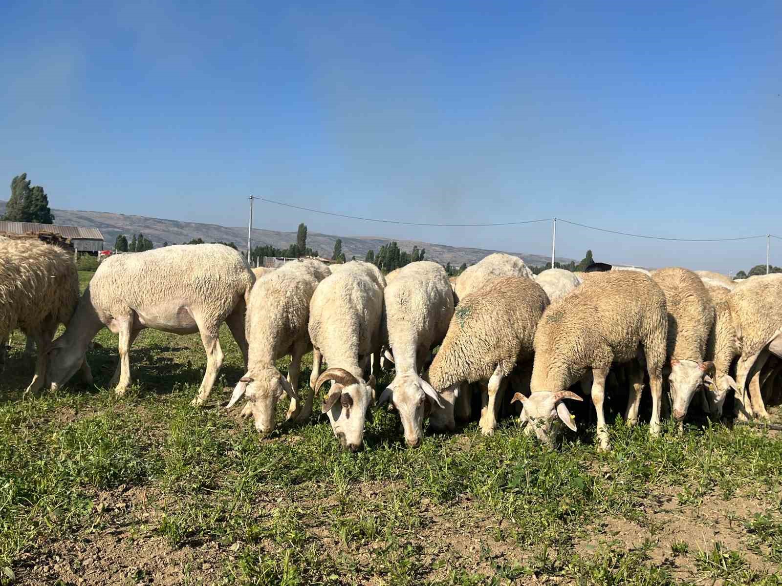 30 dekar maydanoz tarlasında koyunlar otluyor
