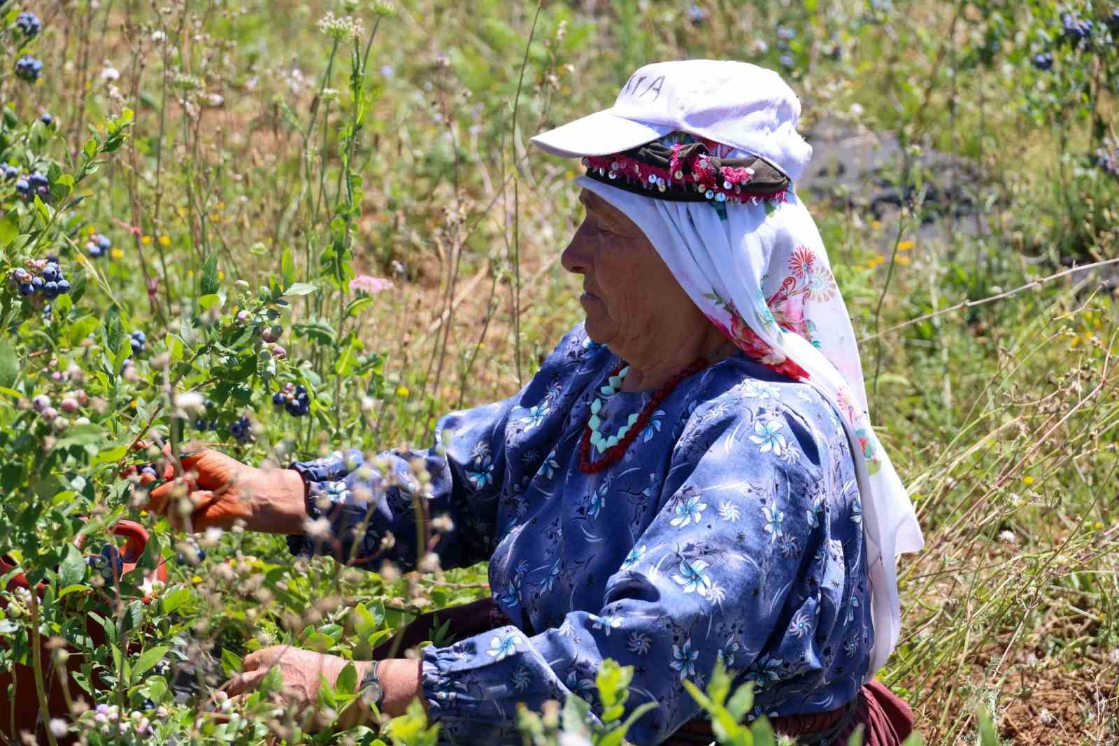 Maviyemiş ile yeni tanışan Pazaryeri’nde ilk hasat yapıldı
