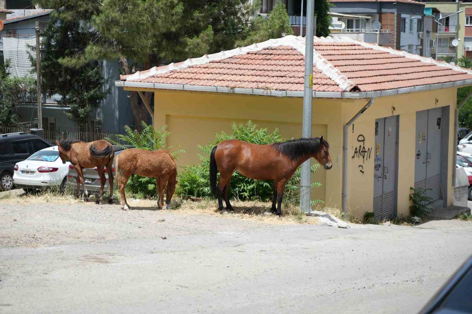 Annesinden ayrı kalan tayın duygulandıran kavuşması
