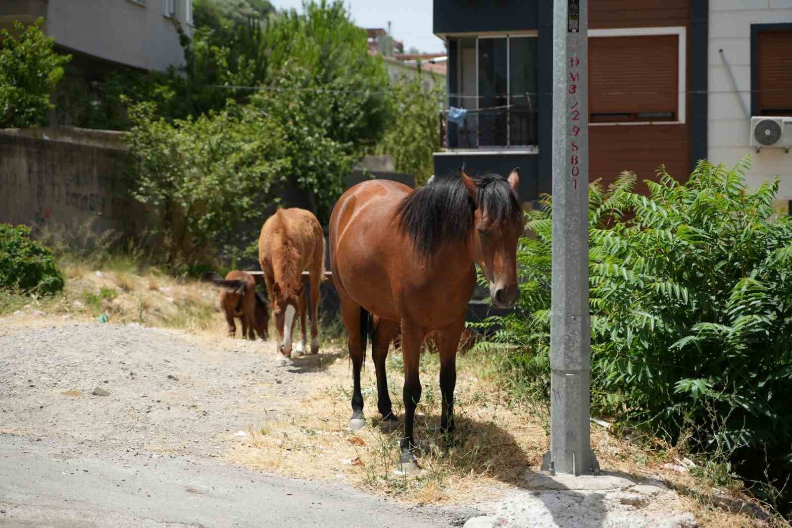 Annesinden ayrı kalan tayın duygulandıran kavuşması
