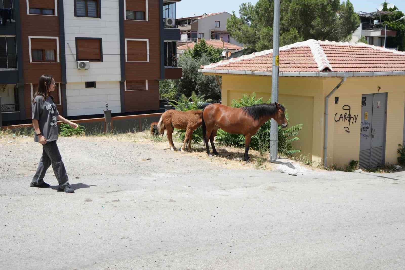 Annesinden ayrı kalan tayın duygulandıran kavuşması
