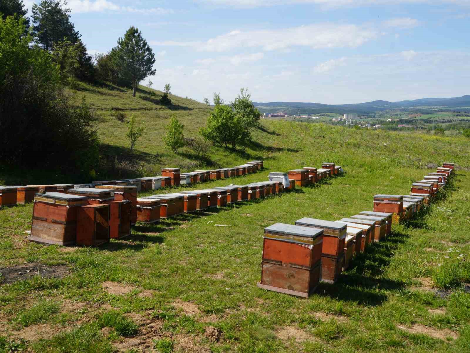 KUZKA’nın desteğiyle Kastamonu’da arıcılığı geliştirecek proje: Maliyet yüzde 20 azaldı
