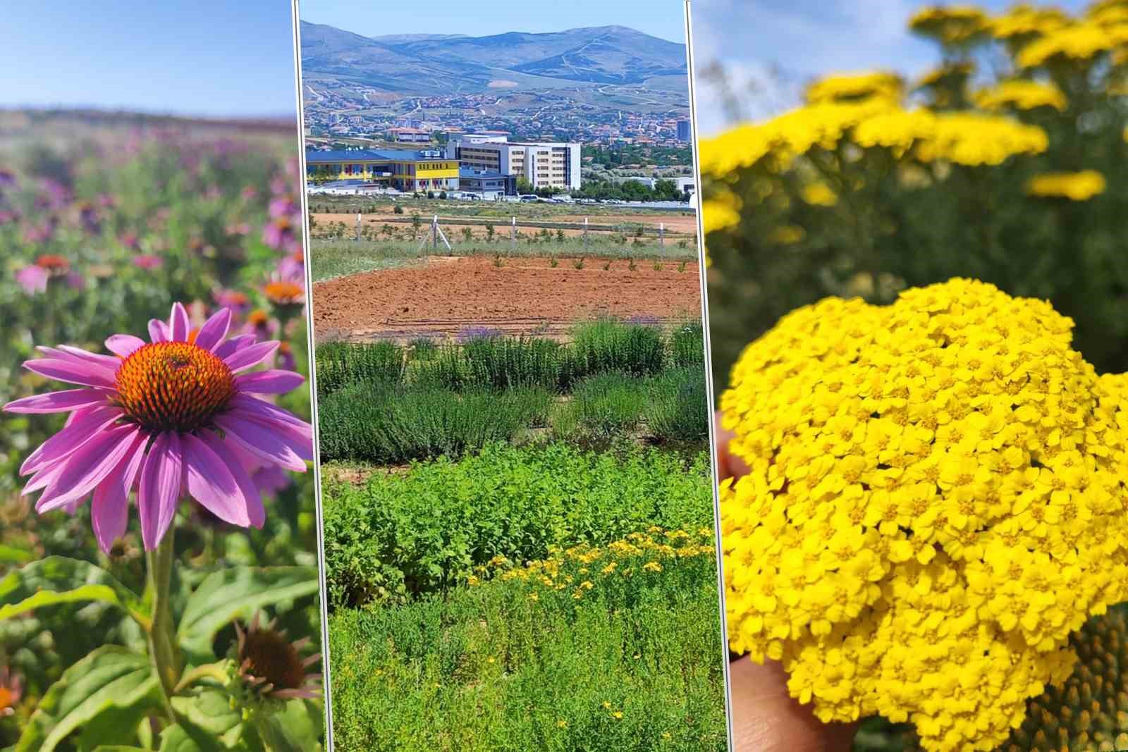 Ahi Evran Üniversitesi’nde tıbbi aromatik bitkilerin ilk hasadı başladı
